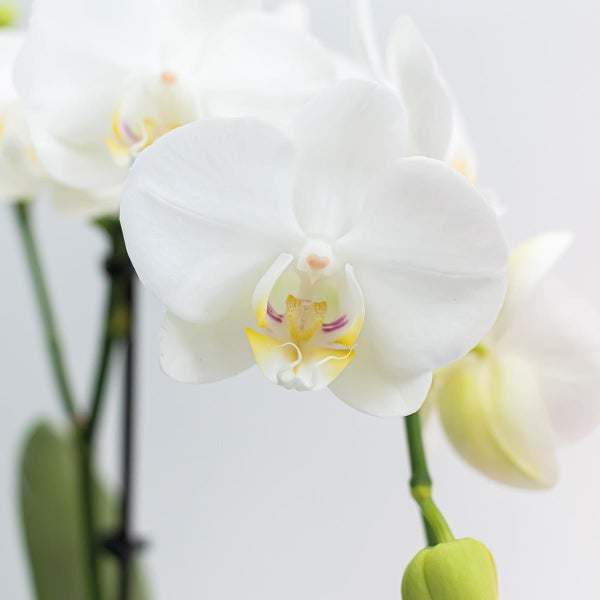 Nahaufnahme von weißen Phalaenopsis Orchideenblüten mit gelber und lila Mitte an einem grünen Stängel.