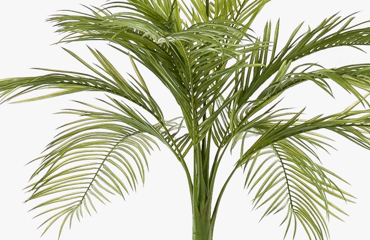 Nahaufnahme einer Peperomia argyreia Zimmerpflanze mit gestreiften, herzförmigen Blättern.