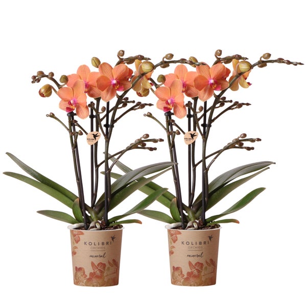 Kolibri Orchids COMBI DEAL von 2 orange Phalaenopsis Orchideen Bozen Topfgröße 9cm blühende Zimmerpflanze frisch vom Züchter