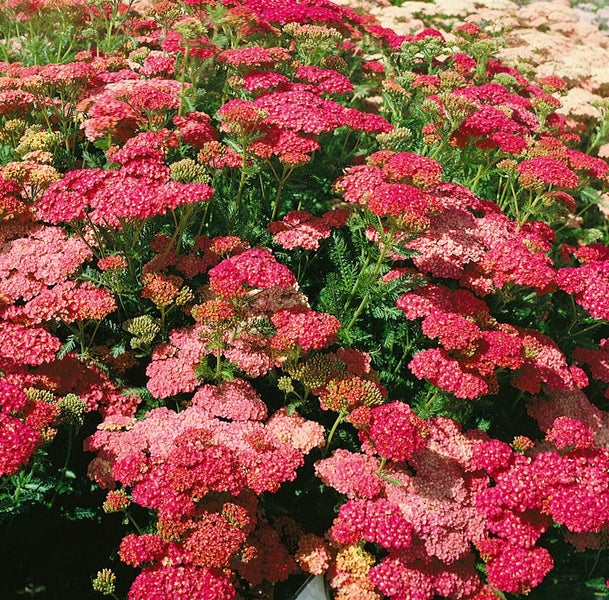 Achillea millefolium 'Wesersandstein', Schafgarbe, rosa, ca. 9x9 cm Topf