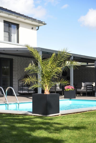 Moderner Garten mit Pool, einer Palme in einem schwarzen quadratischen Pflanzkübel und einer überdachten Terrasse im Hintergrund.