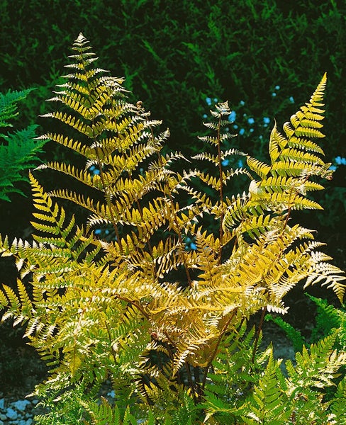 Dryopteris erythrosora, Herbstfarn, bronzefarben, ca. 9x9 cm Topf