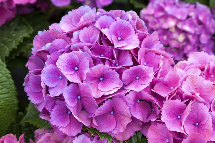 Nahaufnahme einer rosa Hortensienblüte