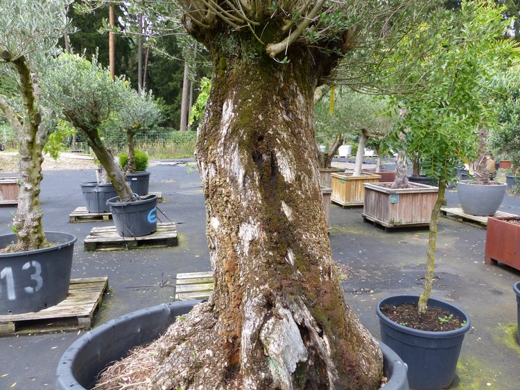 Alter Olivenbaum mit knorrigem Stamm in einem großen Pflanzkübel in einer Gärtnerei zwischen weiteren Olivenbäumen