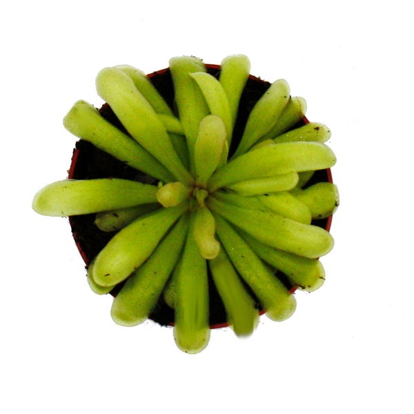 Fleischfressende Pflanze - Zierliches Fettkraut - Pinguicula Anna - 9cm Topf