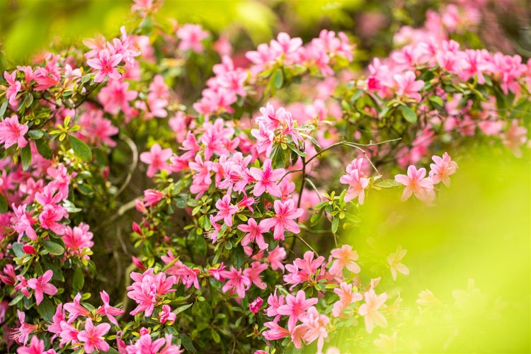 Rhododendron obtusum 'Rosa', Azalee, rosa Blüten, 20–25 cm