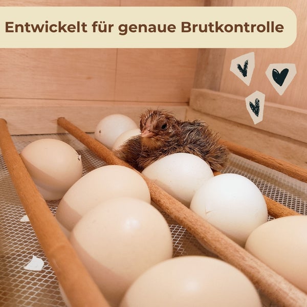 Küken im Brutkasten mit Eiern für genaue Brutkontrolle