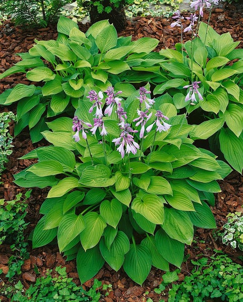 Hosta x fortunei 'Hyacinthina', Funkie, grünblättrig, ca. 11x11 cm Topf