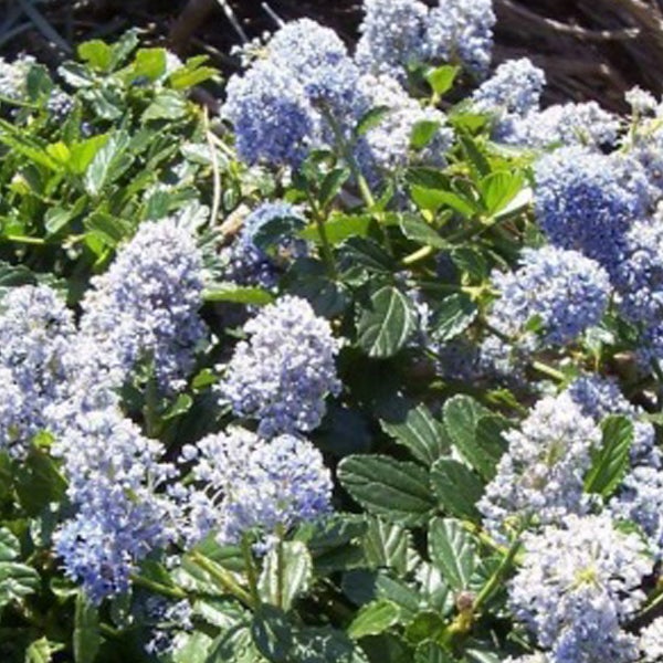 Blühende Säckelblume mit grünen Blättern