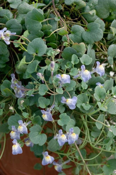 Hängepolster-Leberblümchen mit Blättern und Blüten