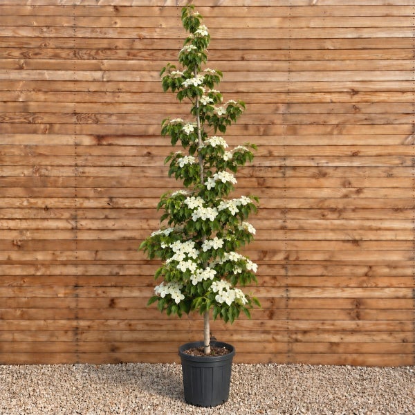 Blühender Blumen-Hartriegel als Säulenbaum im Kunststofftopf vor einer Holzwand.