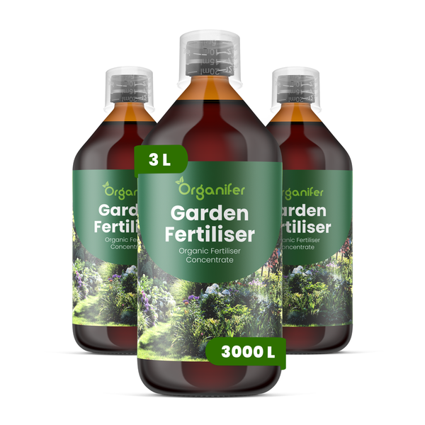 Helles, üppiges Gartenbeet mit blühenden violetten Astern, gelben Blumen und dichtem grünen Laub. Organifer Logo.