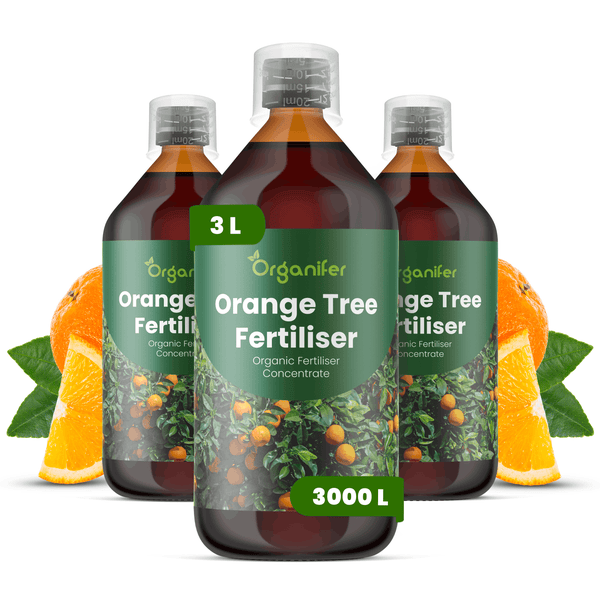 Drei Flaschen Organifer Orangenbaum-Dünger Konzentrat, 3 Liter für 3000 Liter, organischer Flüssigdünger für Zitruspflanzen.