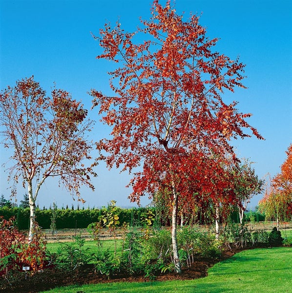 Betula pendula 'Royal Frost', Hängebirke, rotbraunes Laub, 125–150 cm