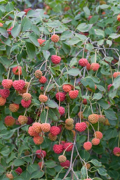 Cornus kousa 'Big Apple', Japanischer Blumen-Hartriegel, 50–60 cm