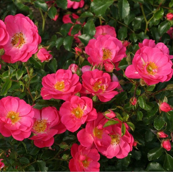 Nahaufnahme von rosa Rosenblüten mit grünen Blättern