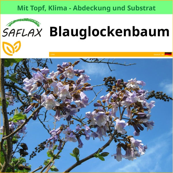 SAFLAX Blaublockenbaum mit Topf, Klimaabdeckung und Substrat