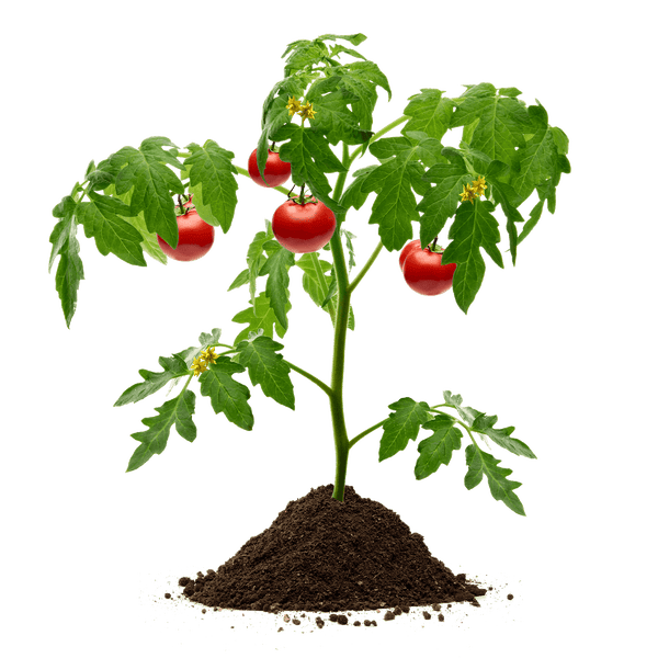 Galamio Tomaten- & Gemüseerde 70l x 10 Sack 700l Palette