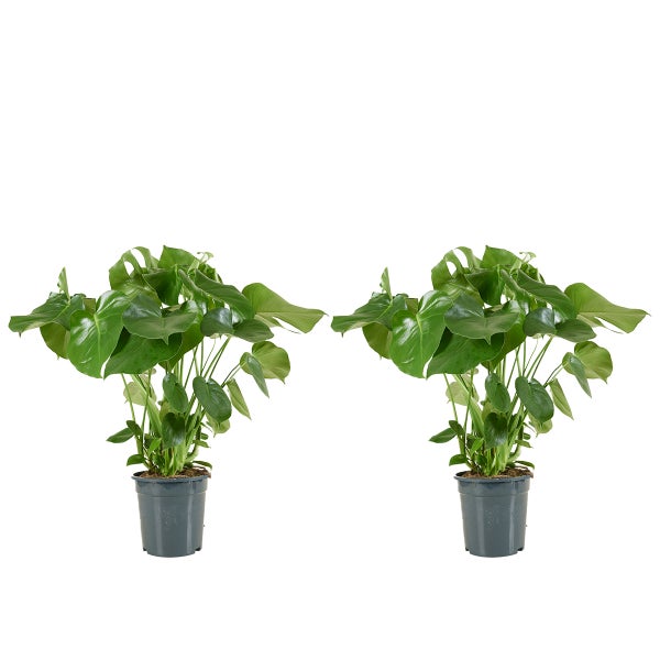 Bloomique - 2er Set - Monstera Deliciosa - Fensterblatt - Zimmerpflanzen - Pflegeleicht - Luftreinigend - Höhe 70-80 cm - Topf 21 cm