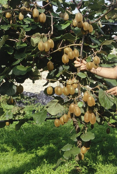 Actinidia chinensis 'Hayward', Kiwi, 150–200 cm