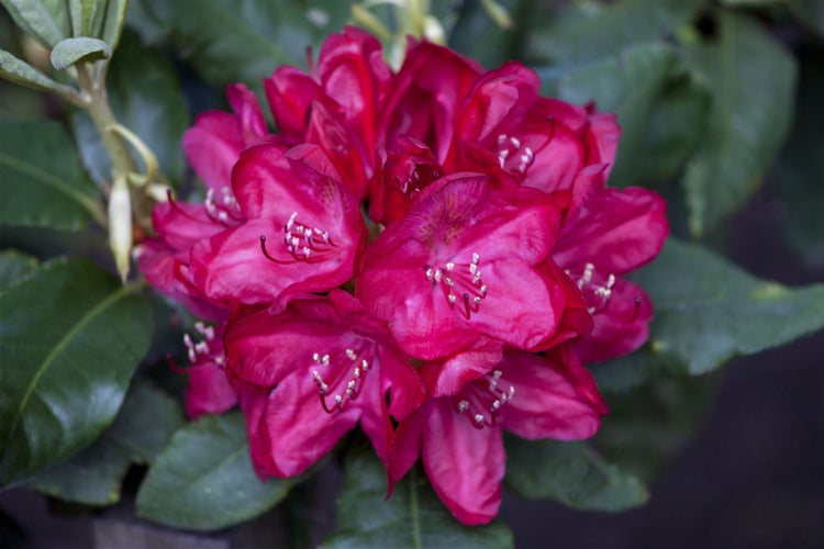 Rhododendron Hybr. 'Hachm. Feuerschein', leuchtend rot, 30–40 cm
