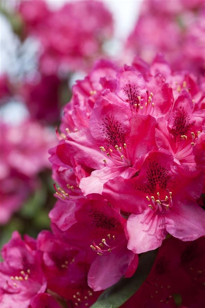 Nahaufnahme von Rhododendronblüten