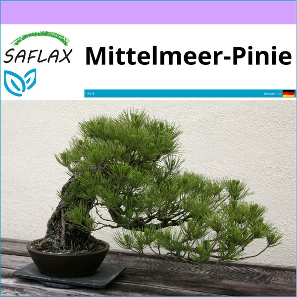 SAFLAX  - Mittelmeer-Pinie - Pinus pinea - 6 Samen