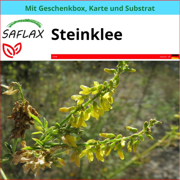 SAFLAX Geschenk Set - Steinklee - Melilotus officinalis - 250 Samen - Mit Geschenkbox, Versandaufkleber, Geschenkkarte und Anzuchtsubstrat