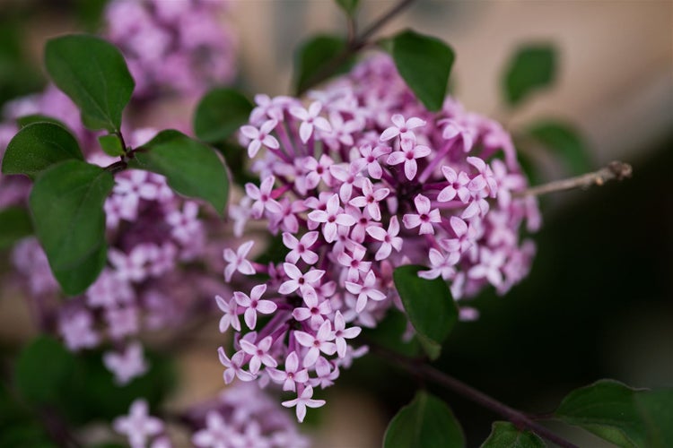 Syringa meyeri 'Red Pixie', Zwergflieder, rot, 80–100 cm Stammhöhe