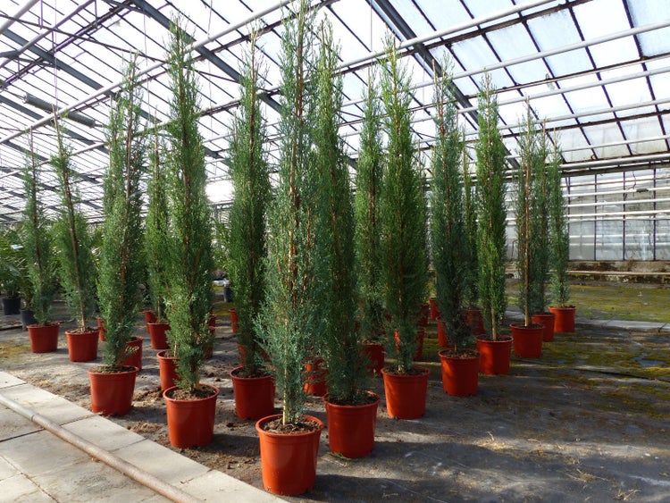15x Mittelmeerzypresse 160 cm Säulen Toskana Zypressen Zypresse Cupressus Semper.