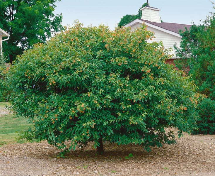 Acer ginnala, Feuerahorn, 40–60 cm, leuchtend rot