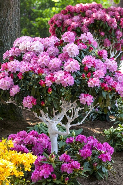 Rhododendron yakushimanum 'Arabella', rosa Blüten, 40–50 cm