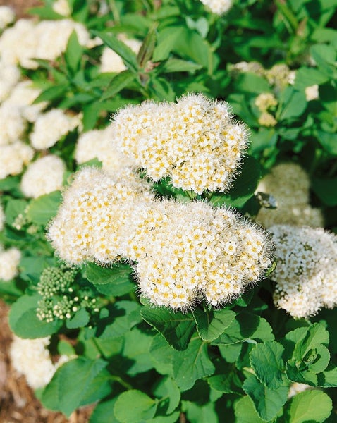 Spiraea betulifolia, Birkenblättrige Spiere, 40–60 cm
