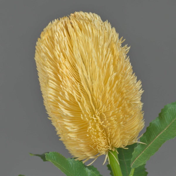 Künstliche pinkfarbene Hibiskusblüte mit grünen Blättern.