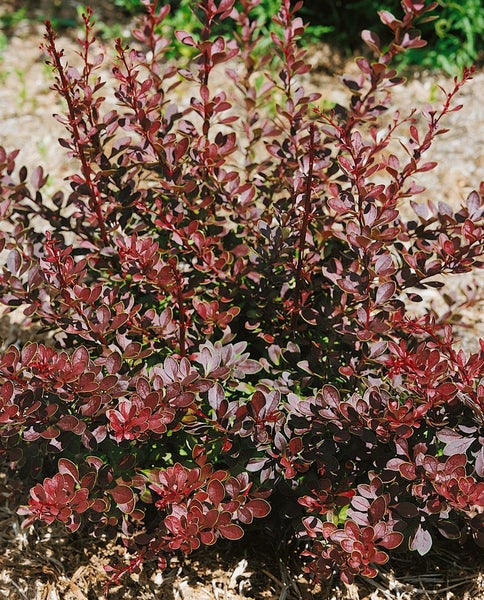 Berberis thunbergii 'Golden Ring', Berberitze, gelb-rot, 40–60 cm