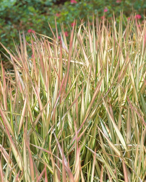 Phalaris arundinacea 'Feesey', Buntes Rohrglanzgras, ca. 12 cm Topf