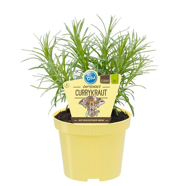 Currykraut in BIO-Qualität - Helichrysum angustifolia - Kräuterpflanze im 12cm Topf