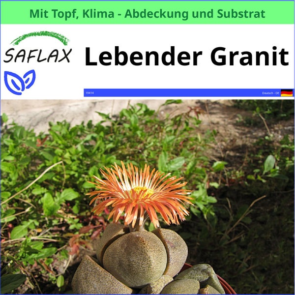 Lebender Granit Sukkulente mit Topf, Klimaabdeckung und Substrat