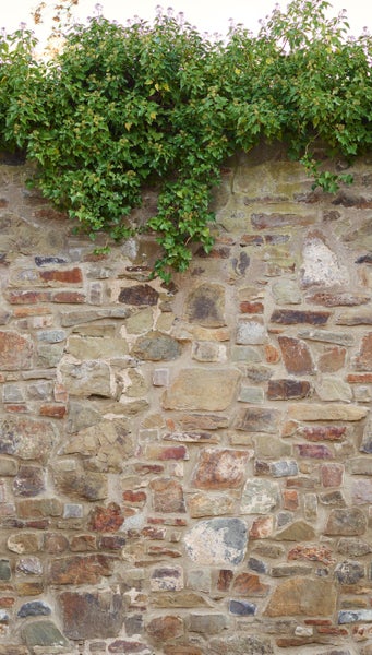 Eine Steinmauer mit Efeu bewachsen.