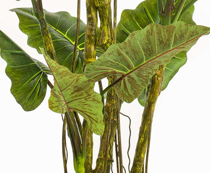 Philodendron Ampelpflanze mit grünen, gelappten Blättern im anthrazitfarbenen Kunststofftopf mit Juteseilen zur Aufhängung.