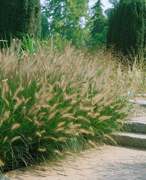 Pennisetum alopecuroides 'Japonicum', Lampenputzergras, ca. 11x11 cm Topf