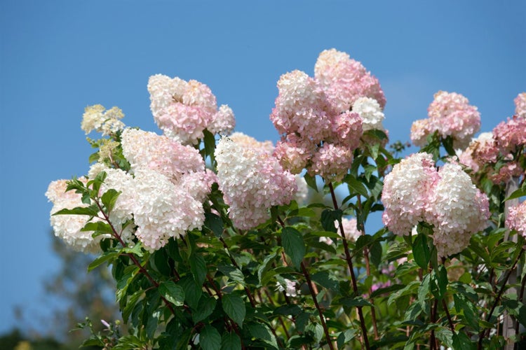 Hydrangea paniculata 'Grandiflora', Rispenhortensie, weiß, 100–125 cm