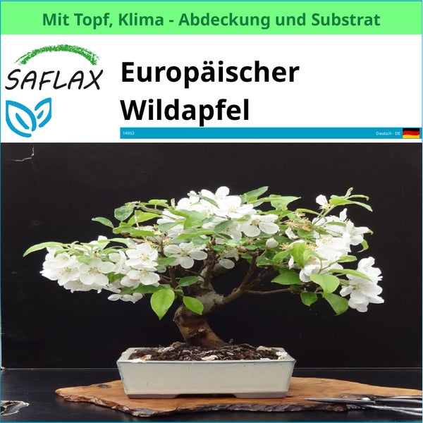 Europäischer Wildapfel Bonsai im Topf mit Substrat