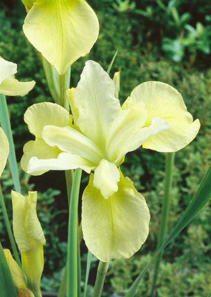 Iris sibirica 'Butter and Sugar', gelb-weiß, ca. 9x9 cm Topf