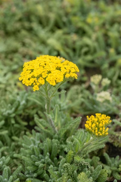 Achillea tomentosa, Teppich-Schafgarbe, gelb, ca. 9x9 cm Topf