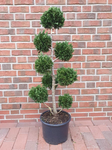Chamaecyparis obtusa 'Drath' (Höhe inkl. Topf: 110-120 cm), Gartenbonsai, Formpflanze