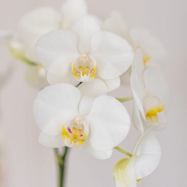 Nahaufnahme einer weißen Orchidee