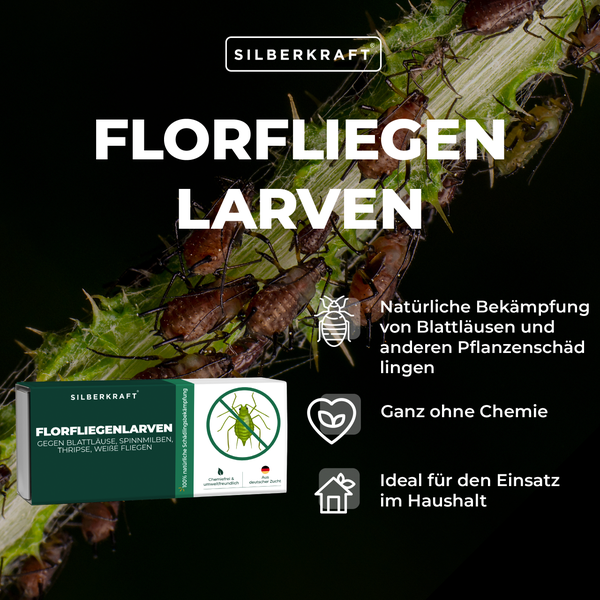 Florfliegenlarven gegen Blattläuse, Spinnmilben, Thripse, weiße Fliegen 1 Packung