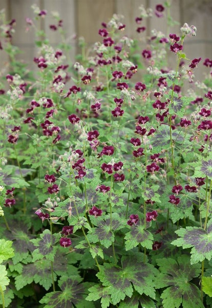 Geranium phaeum, Storchschnabel, violett, ca. 9x9 cm Topf