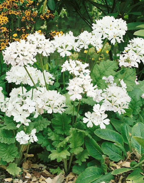 Primula sieboldii, Japanische Primel, rosa Blüten, ca. 9x9 cm Topf